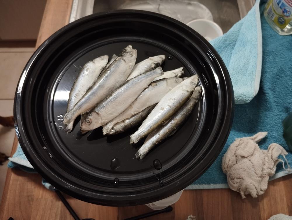 Sprotten im Stück 500g Sprotten im Stück 500g